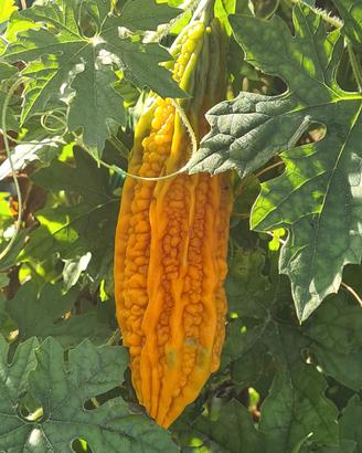 Semi di Karela ( Momordica, zucca amara)