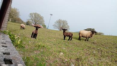 Agnello Suffolk
