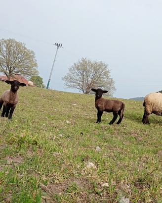 Agnello Suffolk