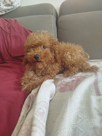 Cucciolo di barboncino Toy red