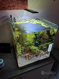 Acquario amtra Nanotank 60