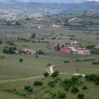 Terreno a Soave (VR)