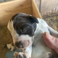 Cuccioli di Drahthaar, bracco tedesco a pelo duro