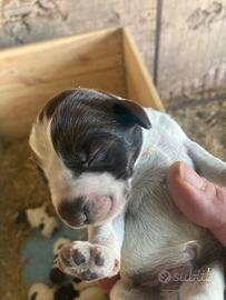 Cuccioli di Drahthaar, bracco tedesco a pelo duro