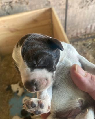 Cuccioli di Drahthaar, bracco tedesco a pelo duro