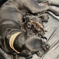 Adotto cuccioli incrocio labrador/corso