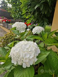Ortensia bianca