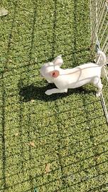 Chihuahua cucciola