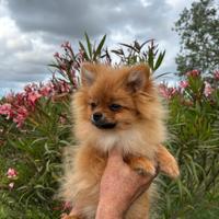 Disponibile cucciolo di spitz tedesco nano(Pomera)