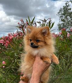 Disponibile cucciolo di spitz tedesco nano(Pomera)