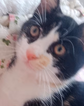 Gattina 3 mesi tricolore caligo