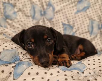 Cucciolo bassotto nano