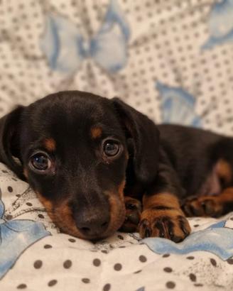 Cucciolo bassotto nano
