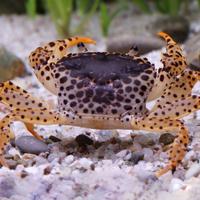 Granchi nani d'acqua dolce GEOSESARMA ed altri