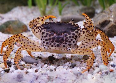 Granchi nani d'acqua dolce GEOSESARMA ed altri