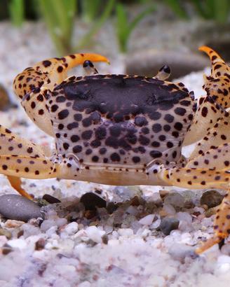Granchi nani d'acqua dolce GEOSESARMA ed altri