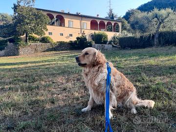 Golden retriever maschio con pedigree