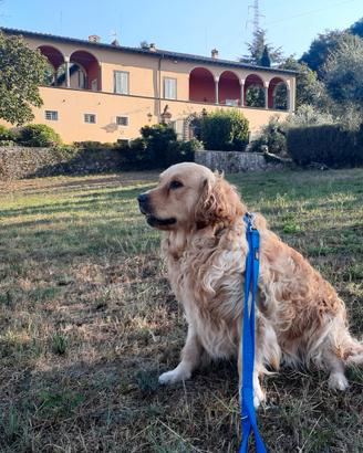 Golden retriever maschio con pedigree