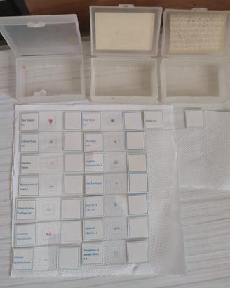 set di vetrini preparati per microscopio