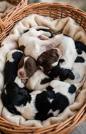 Cuccioli springer spaniel inglese