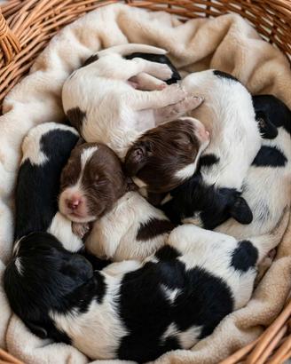 Cuccioli springer spaniel inglese