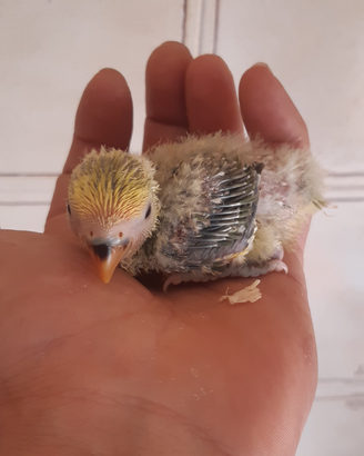 Pappagallini inseparabili