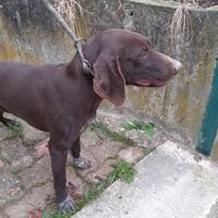 Bracco tedesco tartufi e caccia