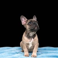 Cucciolo di bouledogue francese