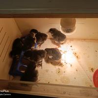Pulcini Australorp neri