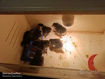 Pulcini Australorp neri