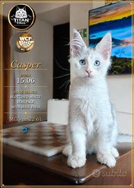 Maine Coon maschio "Casper" - Blue Silver Blotched