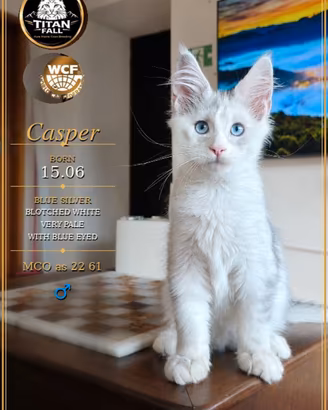 Maine Coon maschio "Casper" - Blue Silver Blotched