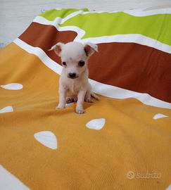 Chihuahua mini