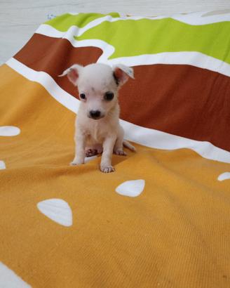 Chihuahua mini