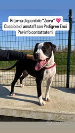 Cucciola di amstaff