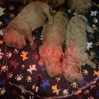 Barboncini Toy Teramo