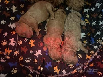 Barboncini Toy Teramo