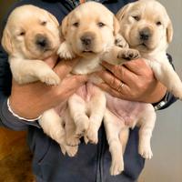Cuccioli di labrador retriever