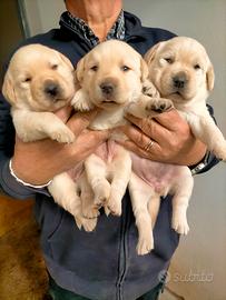 Cuccioli di labrador retriever