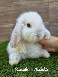 cucciolata coniglietti minilop 