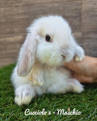 cucciolata coniglietti minilop 