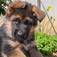 Cuccioli Pastore tedesco