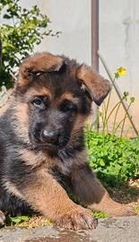 Cuccioli Pastore tedesco