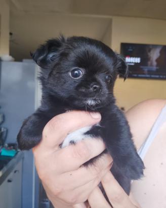 Chihuahua