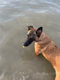 Pastore belga Malinois