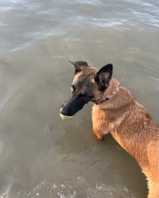 Pastore belga Malinois