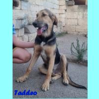 Taddeo simil pastore tedesco maschio