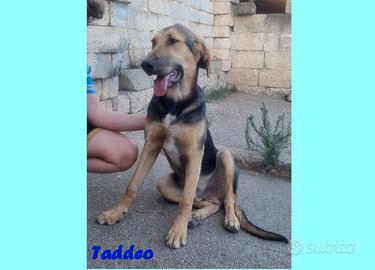 Taddeo simil pastore tedesco maschio