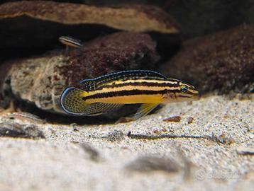 Ciclidi Tanganica Julidochromis marksmiti F2