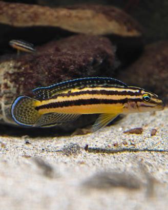 Ciclidi Tanganica Julidochromis marksmiti F2